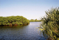 river.jpg (111999 bytes)